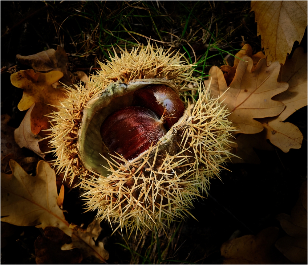 Forest Fruit